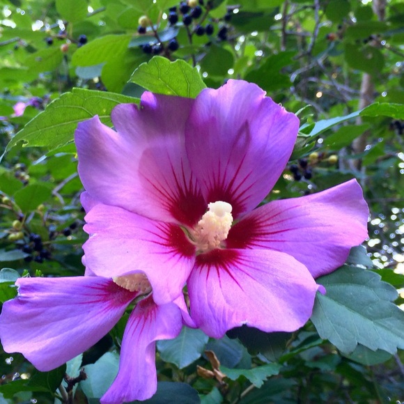 Meet your Posher, P - Picture 1 of 1